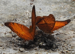 Vindula dejone erotella