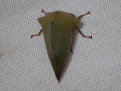 Telamona excelsa