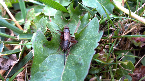 Striped Ground Cricket photo 3