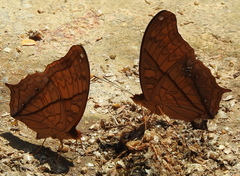 Vindula dejone erotella