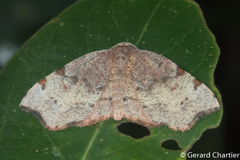 Achrosis
