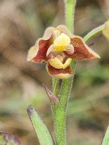 Velvet Snout Orchid