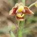 Velvet Snout Orchid - Photo (c) Pieter, some rights reserved (CC BY-NC), uploaded by Pieter