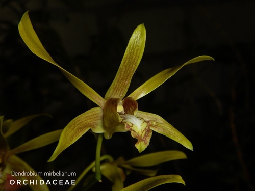 Mirbelianum Orchid