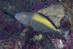Bicolour Parrotfish photo 4