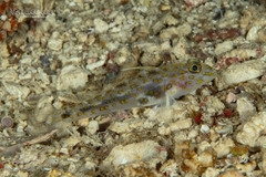 Orange-Spotted Sand-Goby photo 4