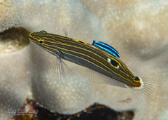 Hoese's Goby photo 2