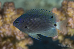 Yellowtail Damsel photo 4