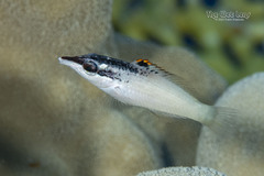 Red Sea Bird Wrasse photo 3