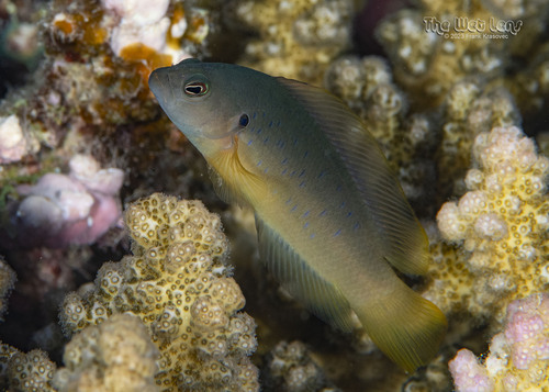 Pseudochromis olivaceus observed 2023-12-14