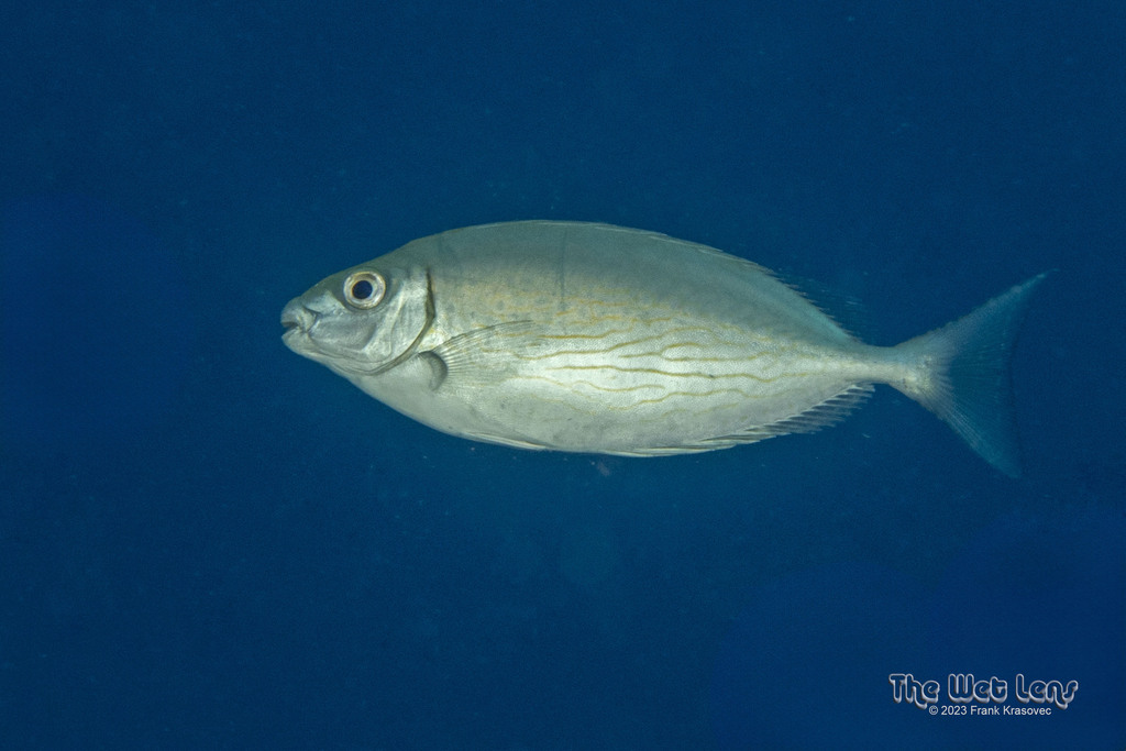 Marbled Spinefoot