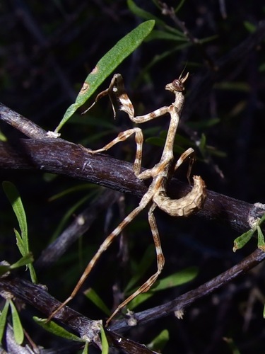 Arizona Unicorn Mantis photo 3
