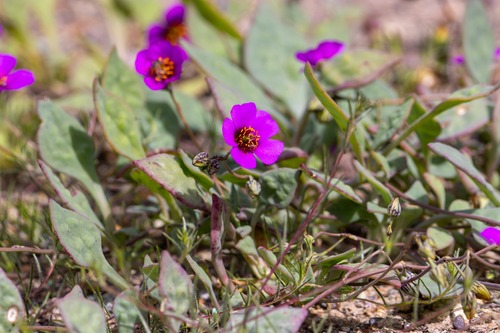 Image of Cistanthe grandiflora by (c) SebaArosZ, some rights reserved (CC BY)
