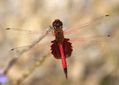 Tramea transmarina