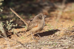 Amytornis textilis