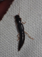 Pinophilus