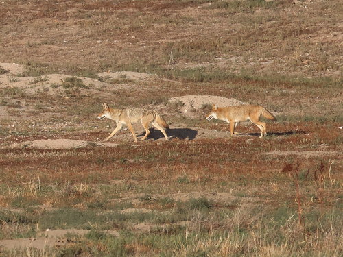Coyote photographed in South Dakota