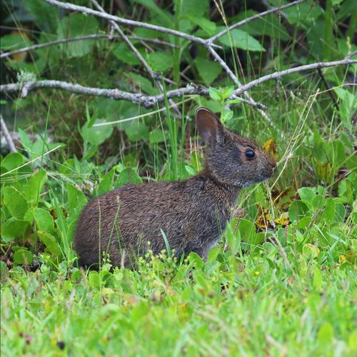 Marsh Rabbit photographed in Georgia
