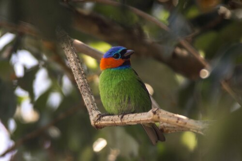 Red-necked Tanager
