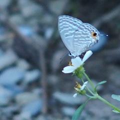 Jamides alecto dromicus