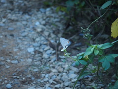 Jamides alecto dromicus