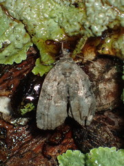 Pseudeustrotia indeterminata