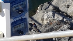 Hirundo neoxena
