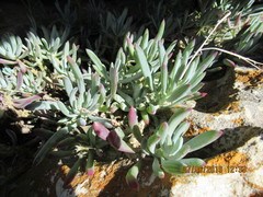 Curio crassulifolius