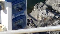 Hirundo neoxena
