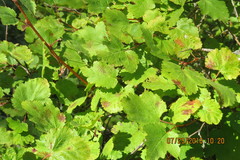 Physocarpus malvaceus