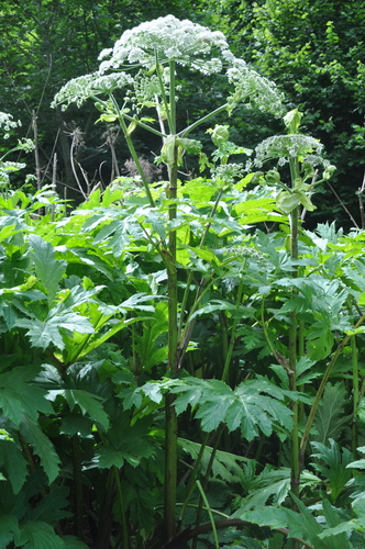 Giant Hogweed