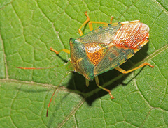 Acanthosoma denticaudum