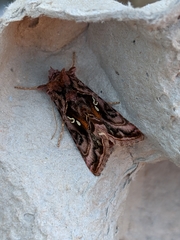 Autographa pulchrina