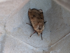 Diarsia mendica