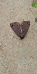 Ophiusa