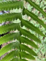 Microlepia marginata marginata