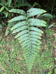 Microlepia marginata marginata