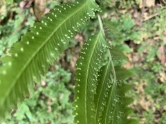 Microlepia marginata marginata
