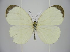 Leptosia hybrida somereni