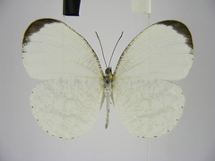 Leptosia hybrida somereni