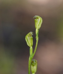Pterostylis parviflora
