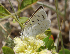 Tharsalea heteronea