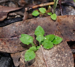 Pterostylis parviflora