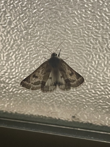 Acute-lined Flower Moth photo 4
