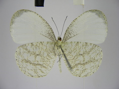 Leptosia hybrida somereni