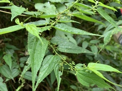 Trema cannabina
