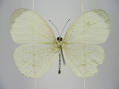 Leptosia hybrida somereni