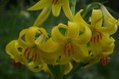 Lilium monadelphum