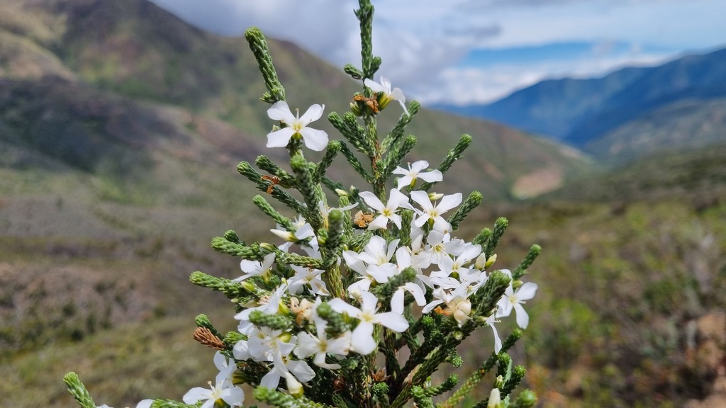 Aragoa romeroi