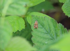 Olethreutes arcuella